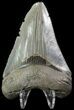 Serrated, Megalodon Tooth - Georgia #63971-2